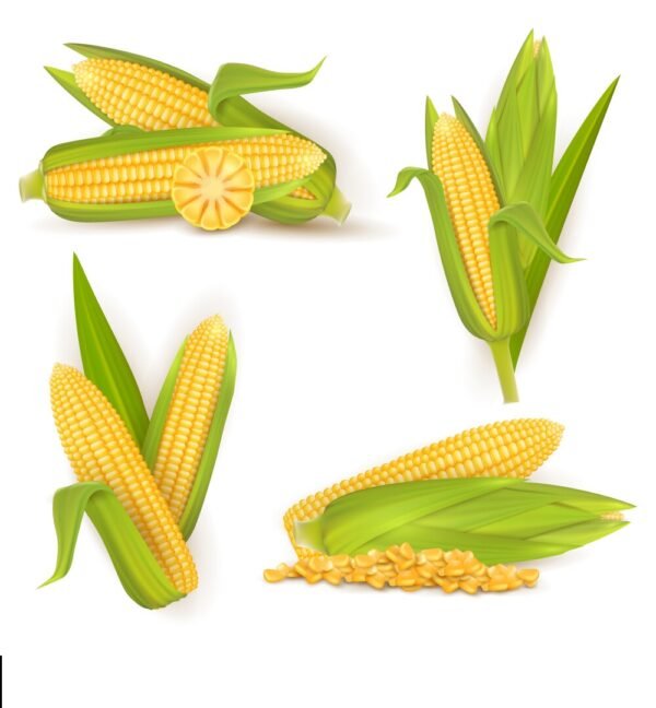 Dharmdhari Product Sweet corn